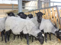 Koç, Precoce sheep — foto 5