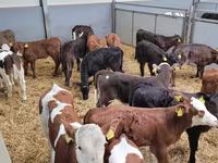 Bulle, Holstein-Rasse — Foto 5
