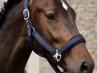 Caballo, Karachay horse — foto 2