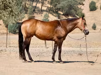 Koń, Quarter Horse — zdjęcie 7