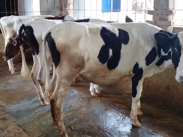 Kuh, Holstein-Rasse