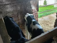 Bull, Cattle — photo 6