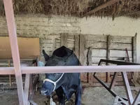 Vaca, Ganado vacuno — foto 1