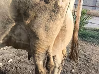 İnek, Swiss cattle — foto 2