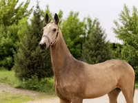 Kobyła, Akhal-Teke — zdjęcie 1