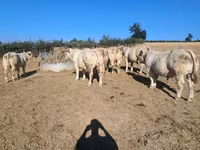 Bulle, Kaste Kuh — Foto 1