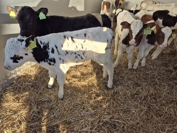 Bulle, Limousin-Kuh — Polen