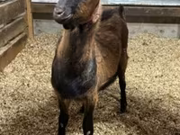 Kozioł, Alpine goat — zdjęcie 1