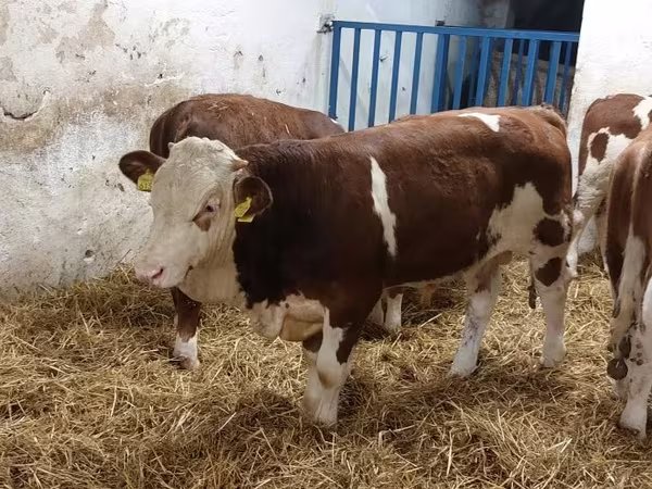 ثور, Simmental cattle
