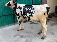 İnek, Holstein ırkı — foto 3