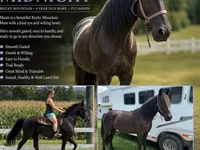 母马, Przewalski's horse — 照片 1
