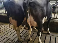 Kuh, Holstein-Rasse — Foto 4
