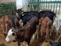 Kuh, Limousin-Kuh — Foto 2