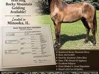 Aygır, Rocky Mountain Horse — foto 1