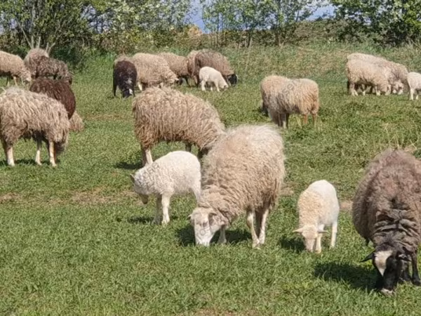 Schaf, Schafe