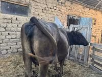 Vaca, Swiss cattle — foto 1