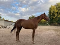 Kısrak, Canadian horse breed — foto 2