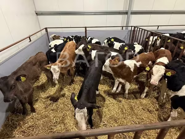 Bulle, Simmental cattle — Polen