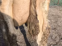 İnek, Swiss cattle — foto 1