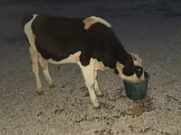 公牛, Swiss cattle — 照片 2