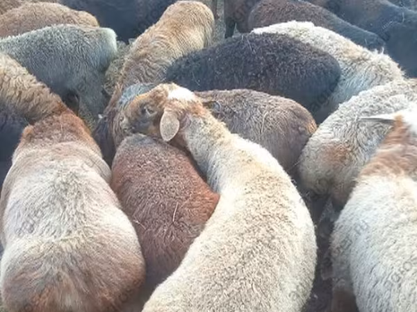 Widder, Edilbay sheep