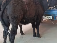 Krowa, Aberdeńsko-anguska — zdjęcie 1