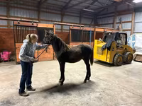 Aygır, Rocky Mountain Horse — foto 6