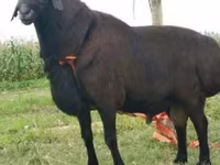 Baran, Rhon sheep — zdjęcie 5