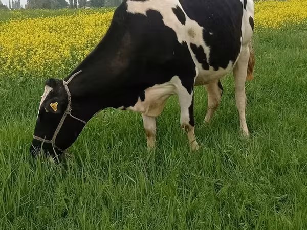 Holstein-Rasse