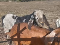 公山羊, Nubian Goat — 照片 1
