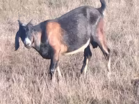 تيس, Nubian Goat — الصورة 3
