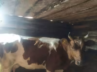 Vaca, Raza Holstein — foto 5