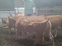 بقرة, Blonde d’Aquitane cattle — الصورة 3