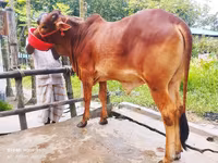 Cow, Cattle — photo 4