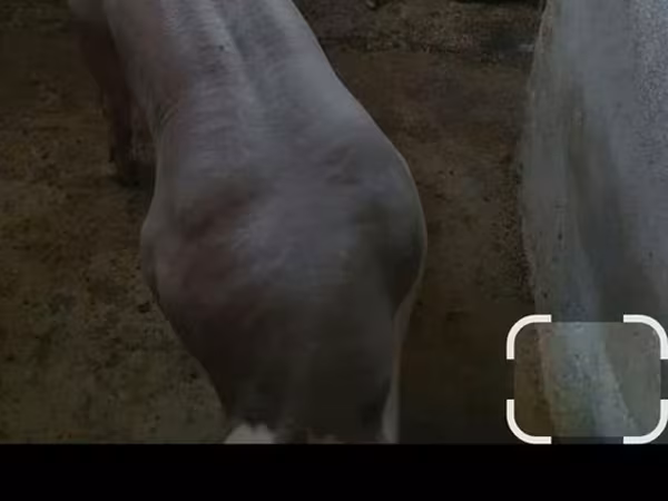 Хряк, Свиньи