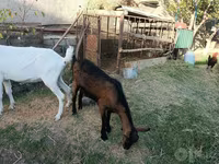 Ziege, Saanen goat — Foto 5