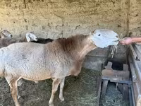 Baran, Hissar sheep — zdjęcie 2