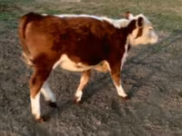 Bulle, Swiss cattle — Foto 1