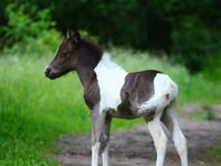 حصان, American shetland pony — الصورة 3
