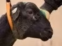 Baran, Dorper sheep — zdjęcie 2