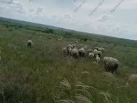 Baran, Merino sheep — zdjęcie 5