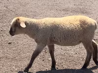 Baran, Hampshire sheep — zdjęcie 7