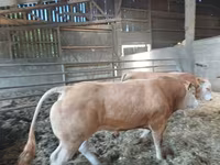 Bulle, Blonde d’Aquitane cattle — Foto 2