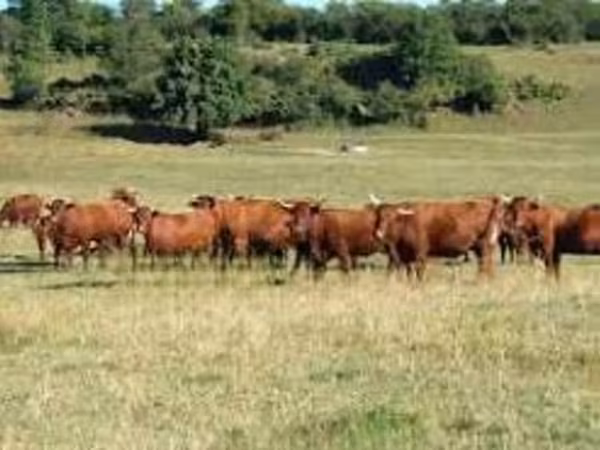 Vaca, Salers cattle