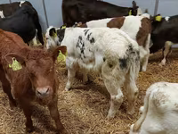 Bulle, Limousin-Kuh — Foto 2