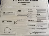 Koń, Rocky Mountain Horse — zdjęcie 5