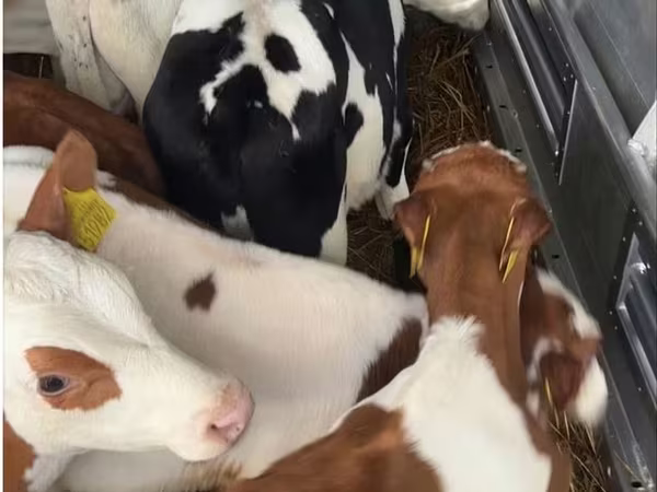 Bulle, Simmental cattle