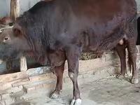 Бык, Красная степная корова — фото 2