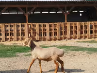 Widder, Edilbay sheep — Foto 3