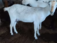 Ziege, Saanen goat — Foto 2